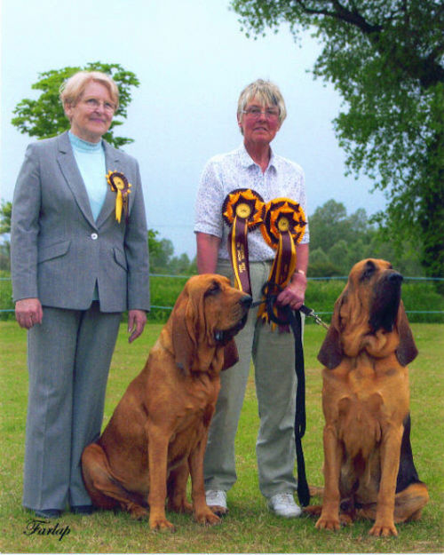 <strong>Ch Marksbury Stoical and Ch. marksbury Travesty getting the Dog & Bitch CC's at the Bloodhound Club Championship show.</strong>